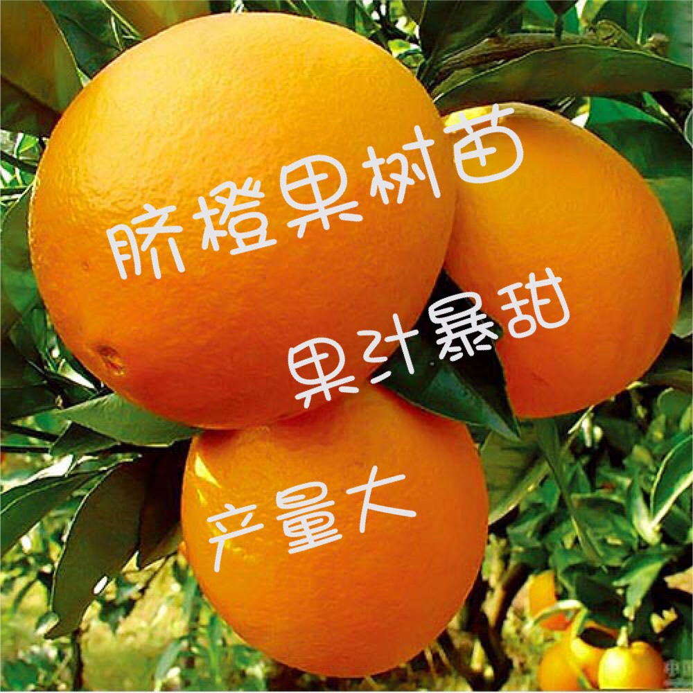江西省赣州市南康区脐橙树苗最新产地行情趋势