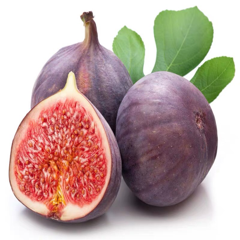 日本紫果无花果苗 适合南北方种植,包品种包质量包成活