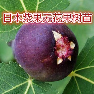 日本紫果无花果苗