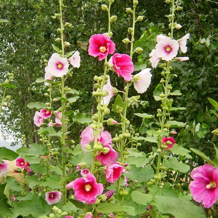 蜀葵花