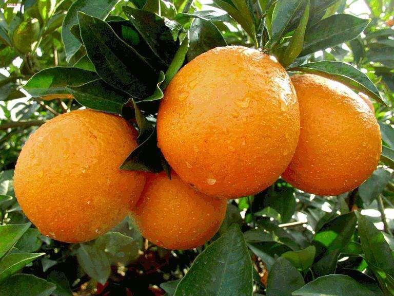 江西赣州市安远县脐橙树苗最新产地行情趋势|