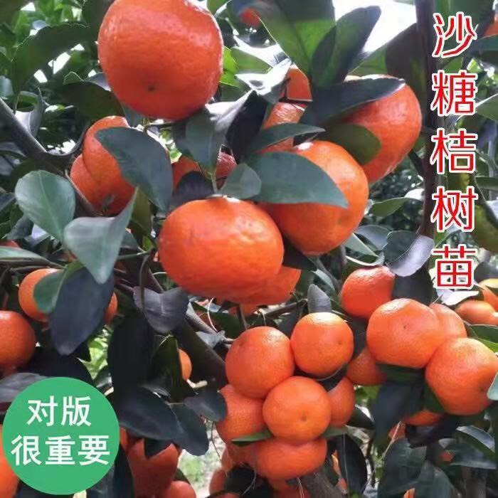 广西壮族自治区贵港市平南县砂糖橘苗最新产地