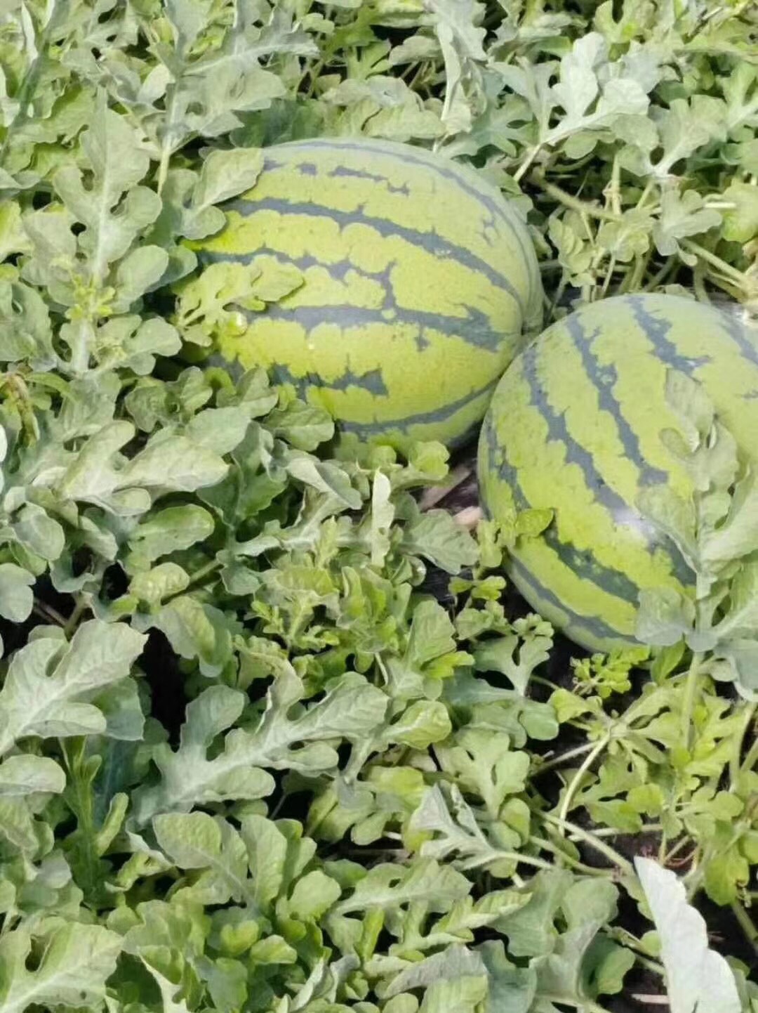 甜王西瓜 8斤打底 8成熟 1茬 有籽 