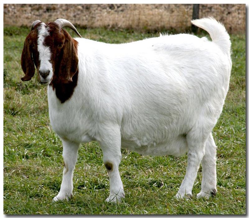 波杂山羊 50-80斤