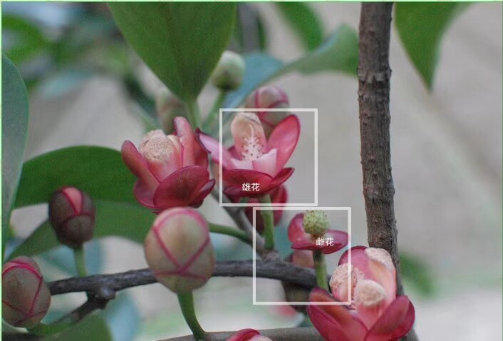 粉红黑老虎苗
