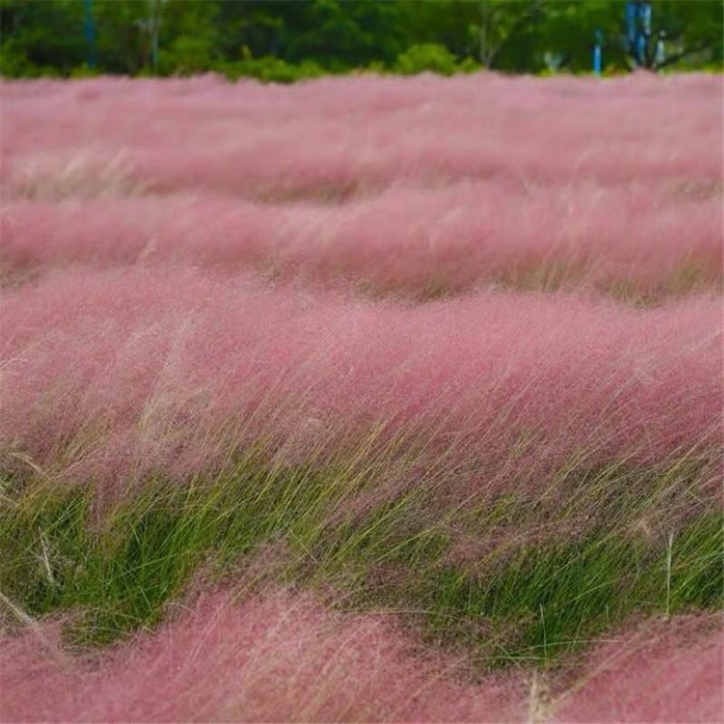 粉黛乱子草