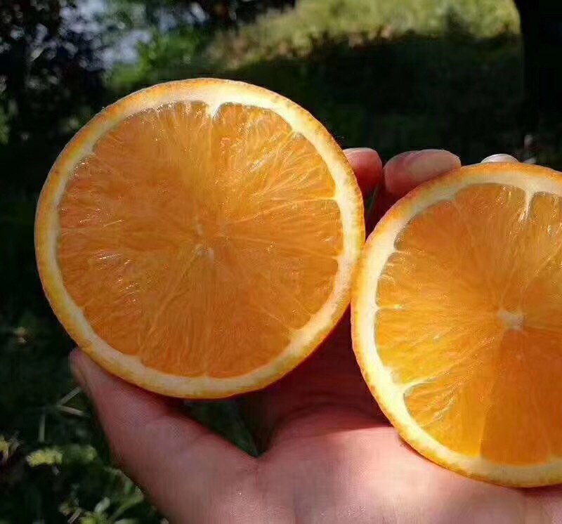 伦晚脐橙 65 - 70mm 4-8两 橙子 味甜 大小均匀