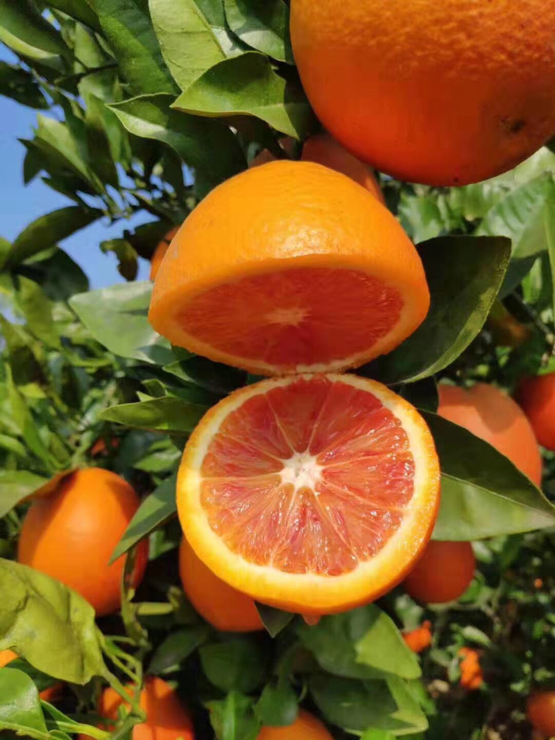塔罗科血橙 统货 产地直供 大量要货提前联