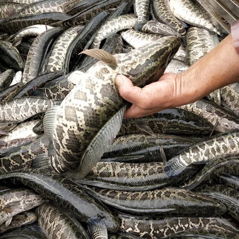 野生黑鱼 1.5-2.5公斤 人工养殖