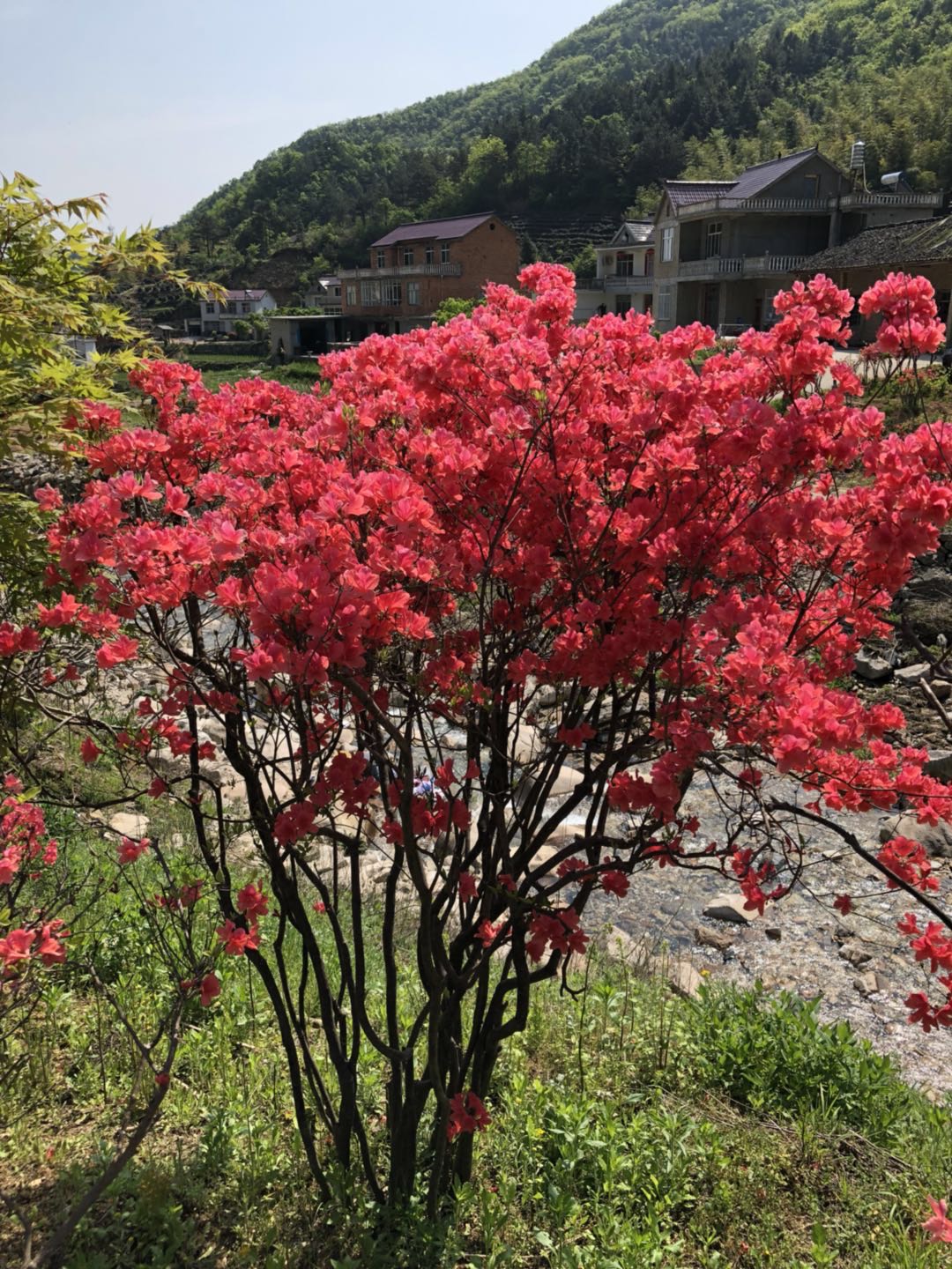 【映山红批发】映山红 1~1.5米 价格350元/棵 50棵起