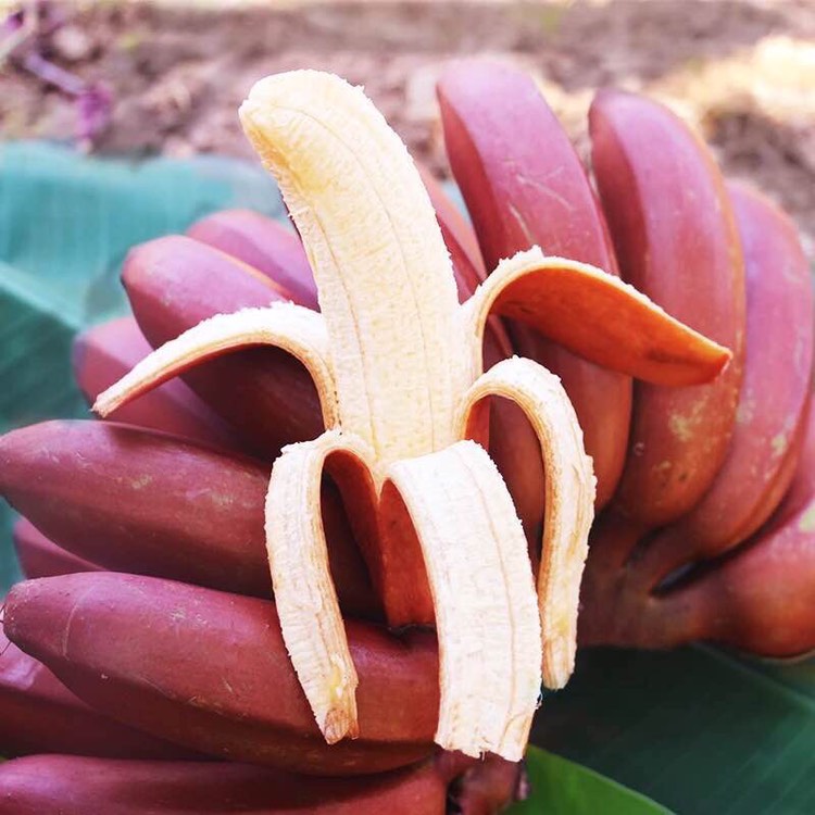 【红香蕉批发】红香蕉价格32.8元\/箱 1箱起批
