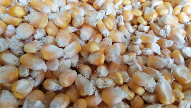 鲲玉8号玉米粒 霉变≤1% 杂质很少