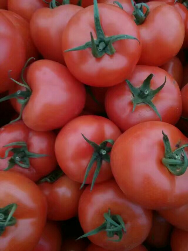 以色列西红柿 通货 弧三以上 大红
