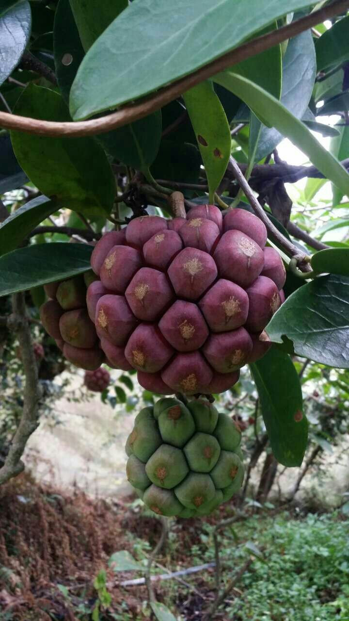 粉红黑老虎苗