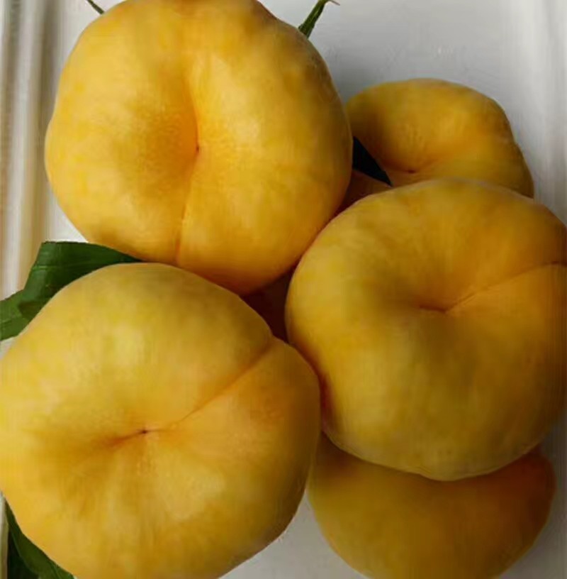 黄金油蟠桃苗