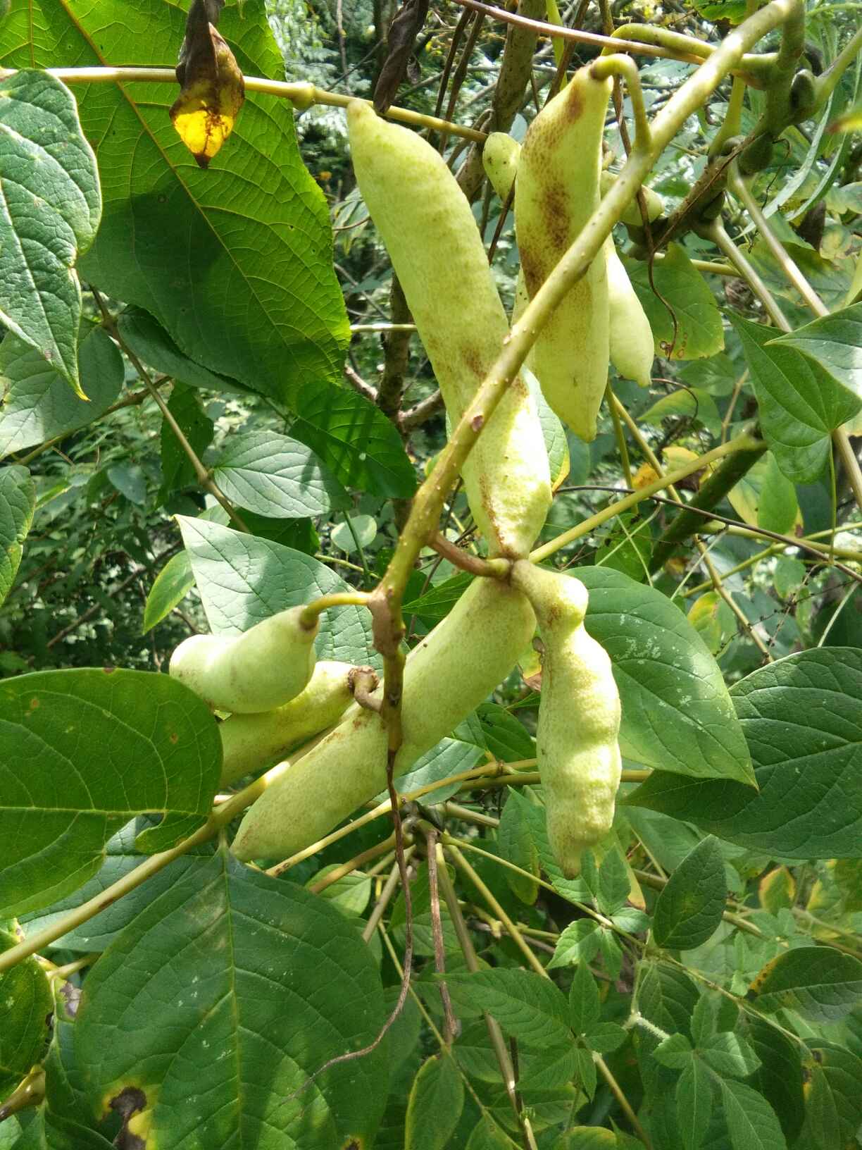 野香蕉 种植 60g以下