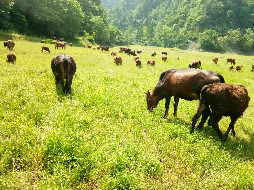 湖南省湘西土家族苗族自治州龙山县黄牛 200-300斤 公牛