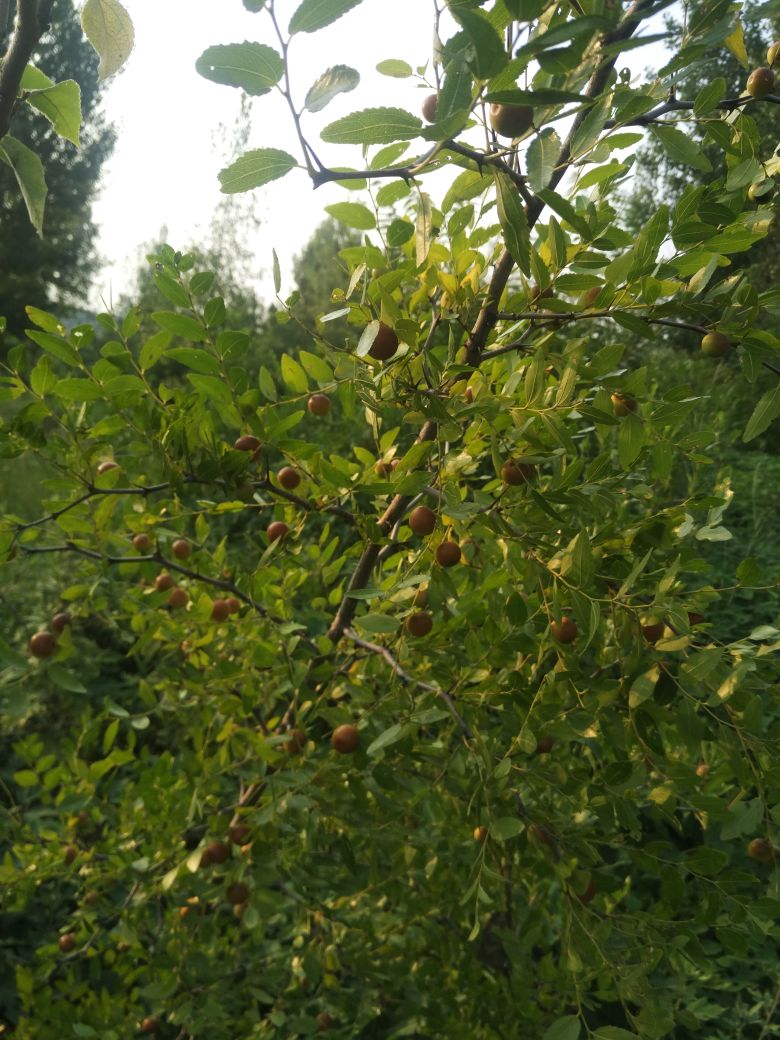 纯野生酸枣,现已大量收购,需要的老板速度联系