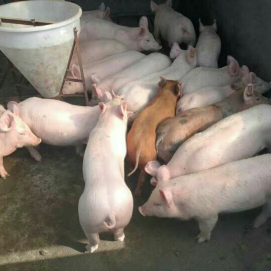 长白猪