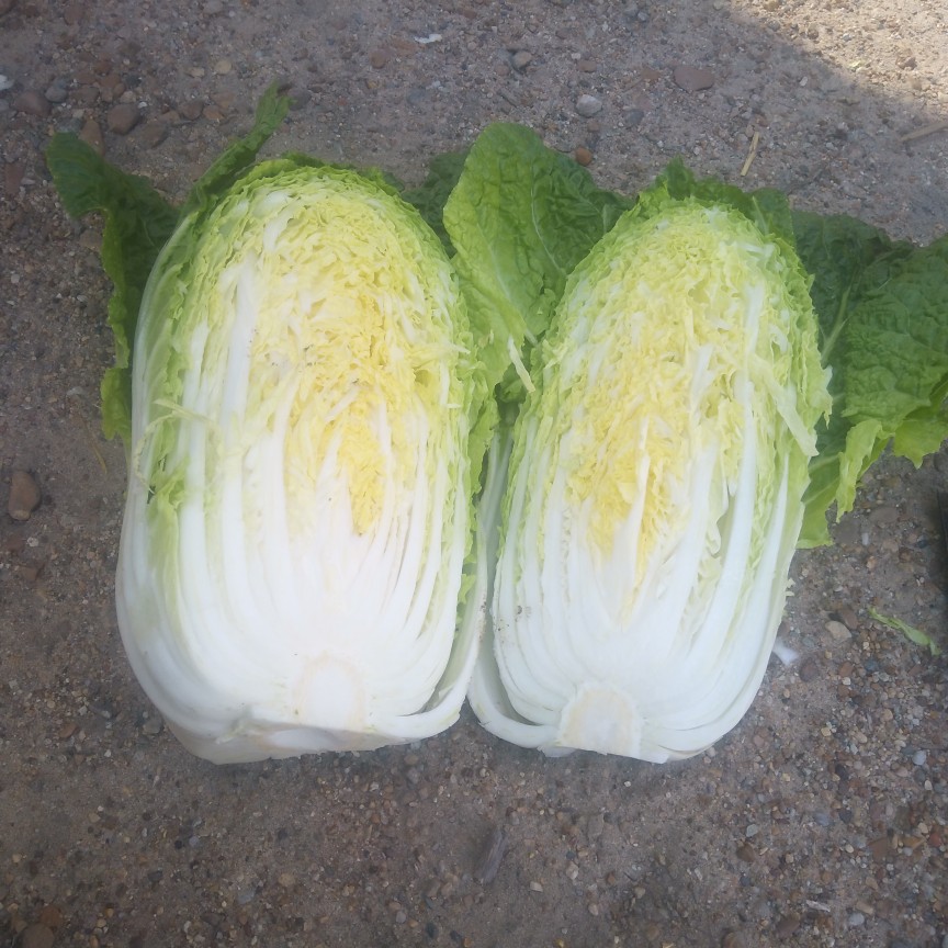 山东省潍坊市青州市黄心大白菜 6~10斤 净菜