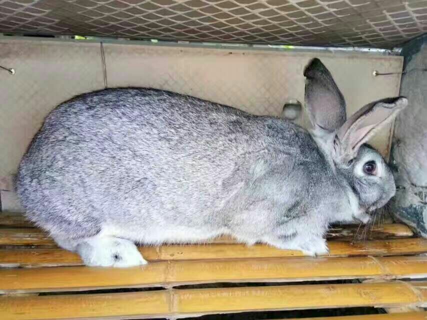 兔子 青紫蓝兔 3-5斤 养殖项目招加盟,一只种兔的养殖成本多少 纯种