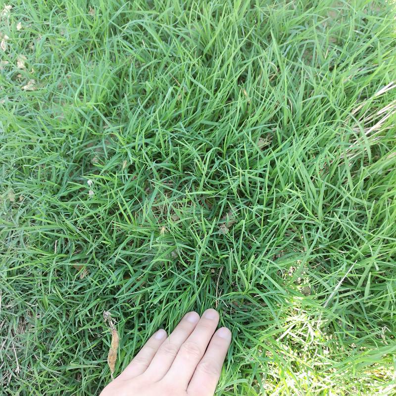 狗牙根种子