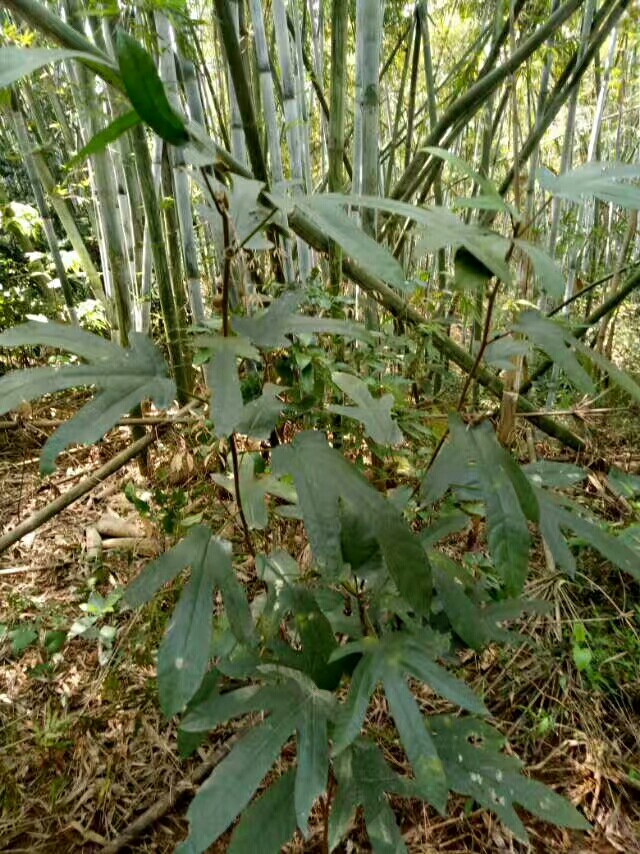 五指毛桃