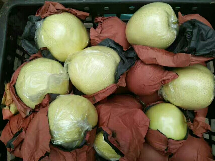 黄金梨 75mm以上 200-250g 黄金梨梨