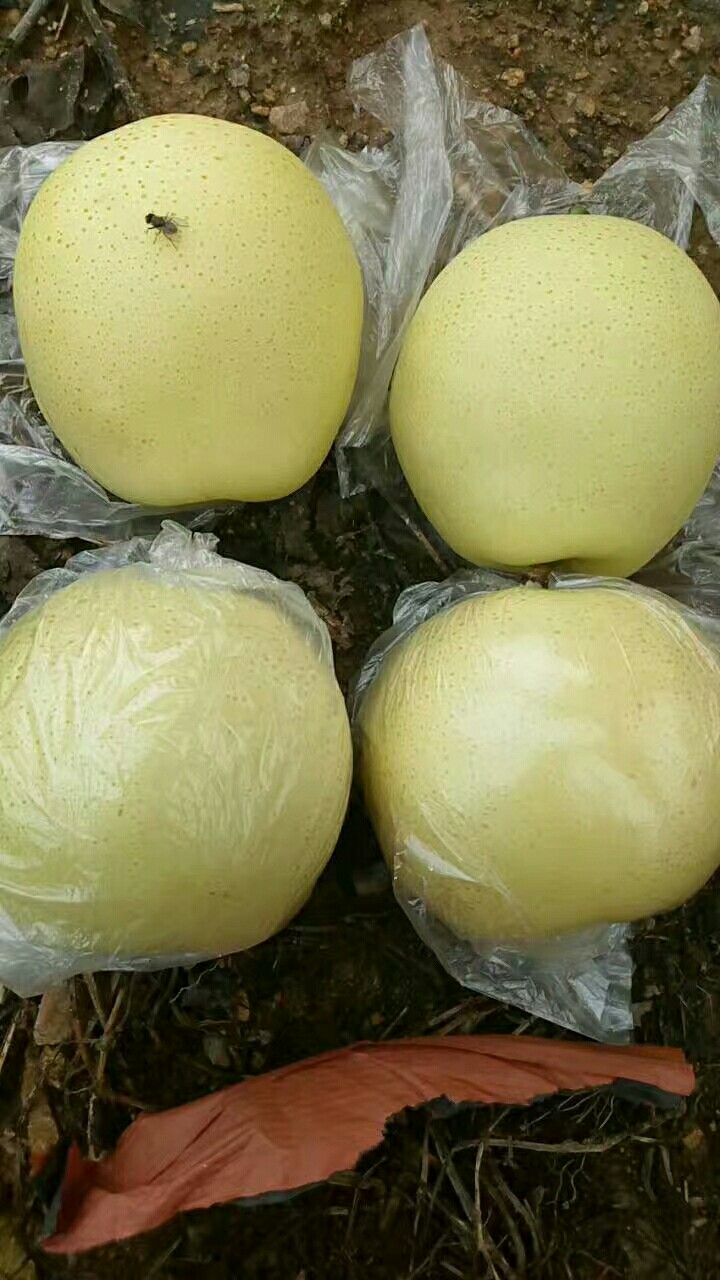 黄金梨 75mm以上 200-250g 黄金梨梨