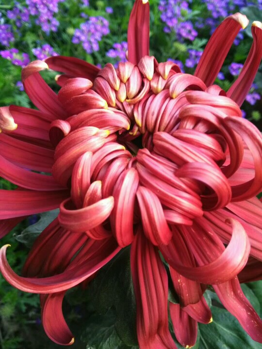 大量花色,不同花型,多品种菊花供应,已经露出颜色,巨型花朵