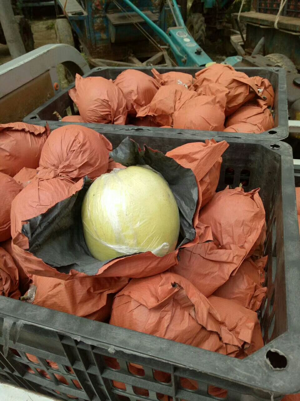 黄金梨 75mm以上 200-250g 黄金梨梨