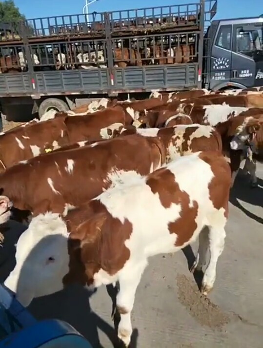 吉林省四平市伊通满族自治县西门塔尔牛 200-300斤 公牛