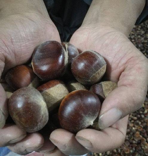 油栗 香甜可口粉糯美味,品质好价实!