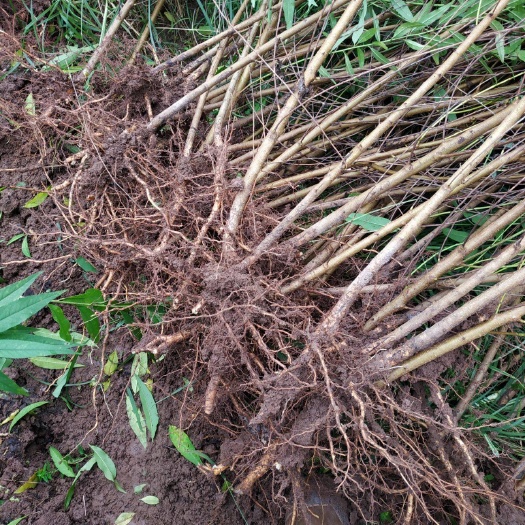 山毛桃树苗 自家苗圃种植毛桃实生苗苗,大量出售中,提供种植技术指导