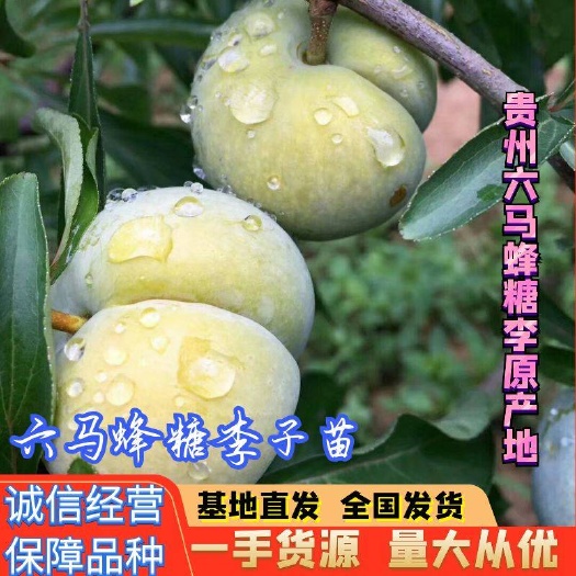 蜂糖李树苗 贵州 六马镇 蜂糖李原产地 第一代嫁接苗 免费提供种植技术