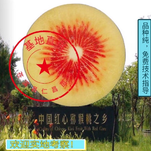 红阳猕猴桃苗 【热卖】红心红阳猕猴桃嫁接苗 包品种 可实地考察 免费技术