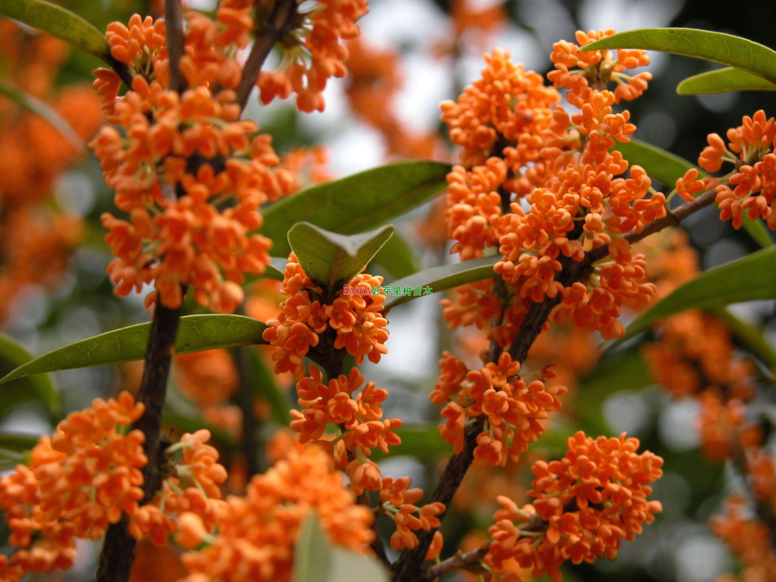 桂花树的介绍(桂花树的介绍和特点作文)