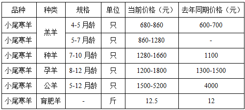 小尾寒羊的市场需求量大前景可观