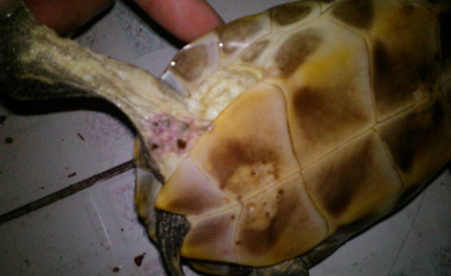 乌龟体外寄生虫图片