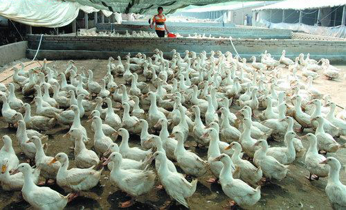 秋季網養肉鴨的要點肉鴨飼養密度肉鴨飼養肉鴨飼養技術籠養肉鴨的優點