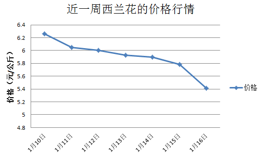 兰花价格 市场行情图片