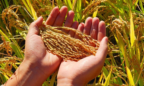 关注粮食质量 让百姓吃上放心粮