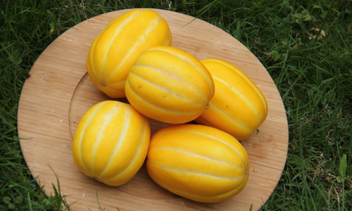 瓜的营养价值黄金瓜热量黄金瓜黄金瓜的功效与作用黄金瓜的功效与作用