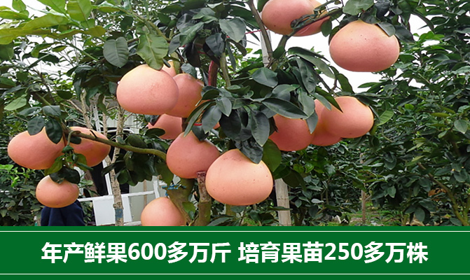 漳州市平和县柚冠果业有限公司