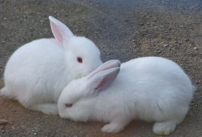 美系白色獭兔-7图片