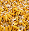 辽宁推出“玉米生产者补贴政策” 保障农民种粮收益