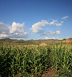 今年玉米补贴资金10月底前发完 每公顷补贴2250元左右