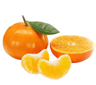大量供应早熟晚熟柑橘十月份上市新鲜雪峰蜜柑