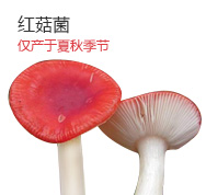 野生红菇菌
