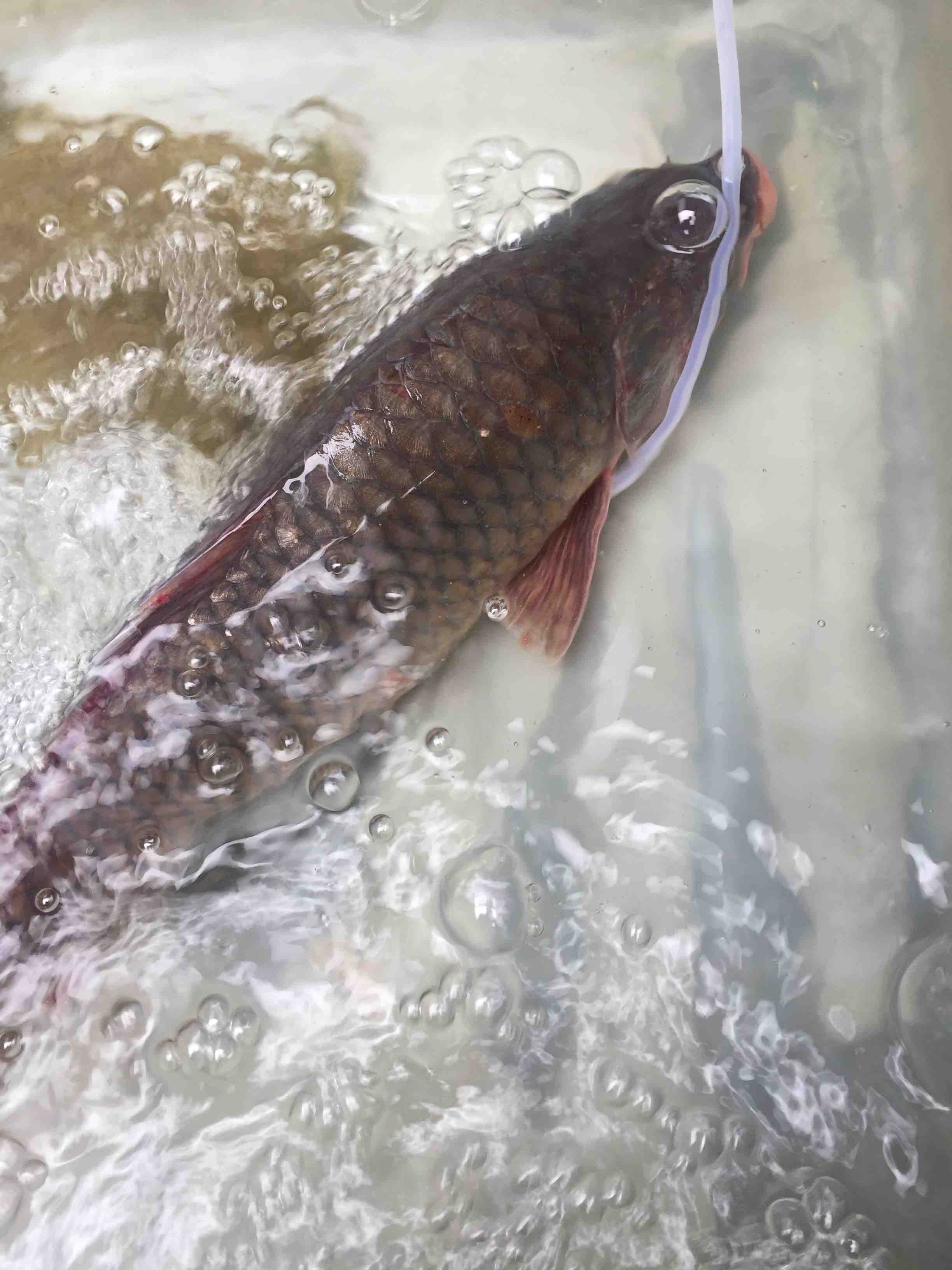 品種名:黃鯉魚 *生太湖鯉魚